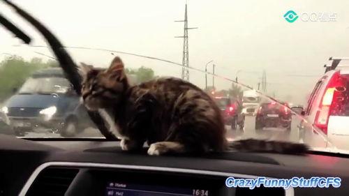 开心养猫场爆料视频在线观看,独家爆料视频带你走进猫咪的欢乐世界